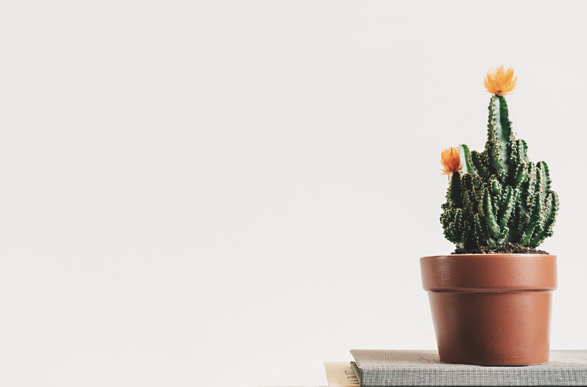 헬리코박터균의 모든 것: 암을 부르는 박테리아의 정체와 완벽 제균 가이드