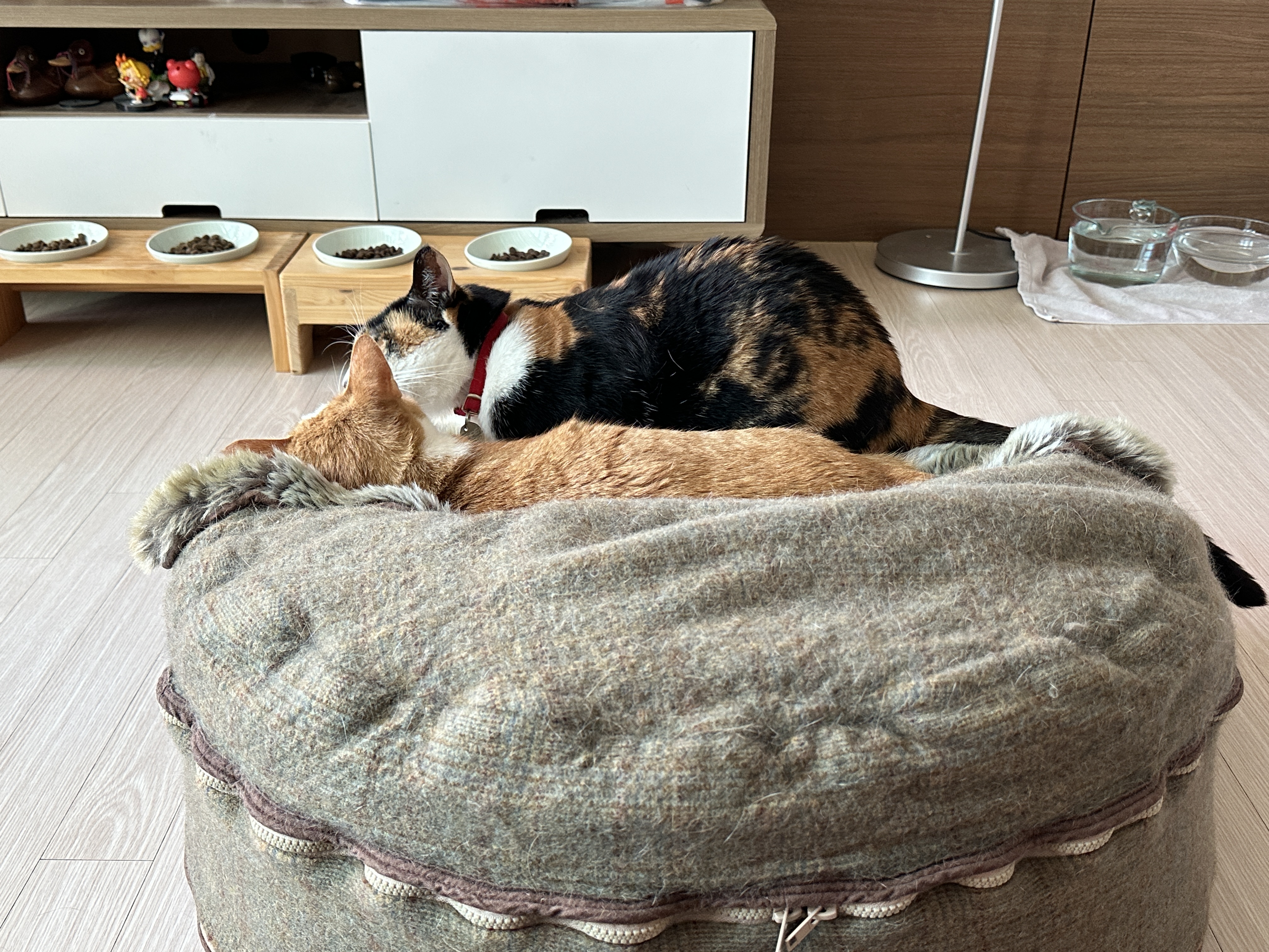 호야와 다다 커플의 터래기방석 사랑 (feat. 다다의 꾹꾹이!)