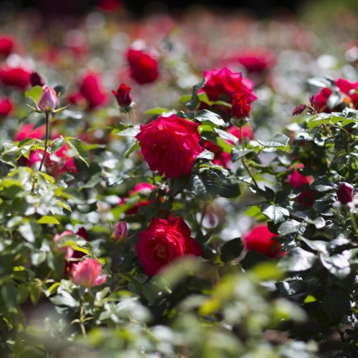 울산대공원 장미축제