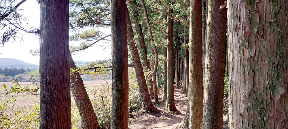 물영아리(Muryeongari)