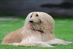 개
