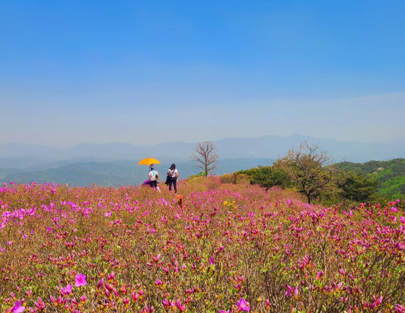 제1군락지2