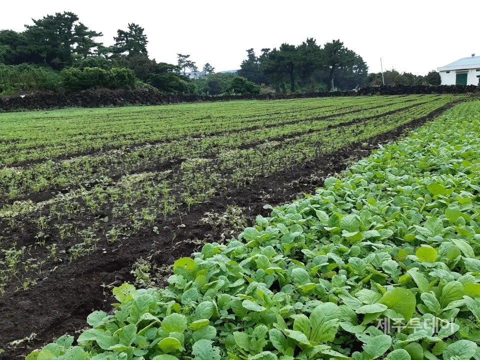 당근 재배 씨 뿌리기 토심 확보 잡초 관리_5