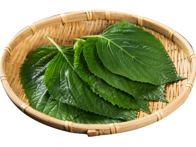 깻잎 사진