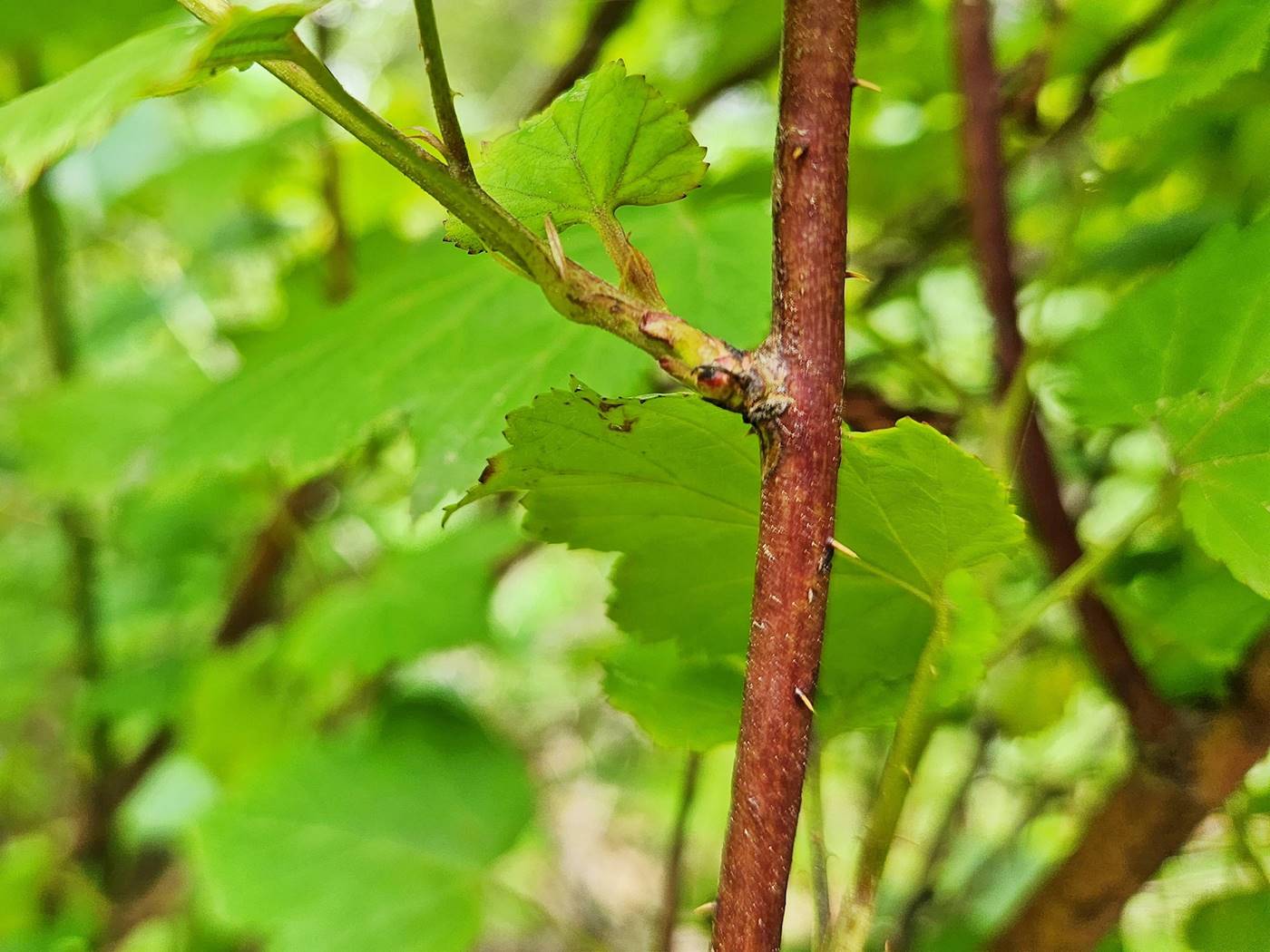 산딸기 Wild Strawberries