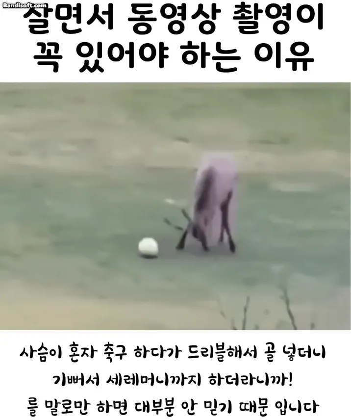 살면서 동영상 촬영이 꼭 있어야 하는 이유
사슴이 혼자 축구 하다가 드리블해서 골 넣더니 기뻐서 세레머니까지 하더라니까! 를 말로만 하면 대부분 안 믿기 때문 입니다