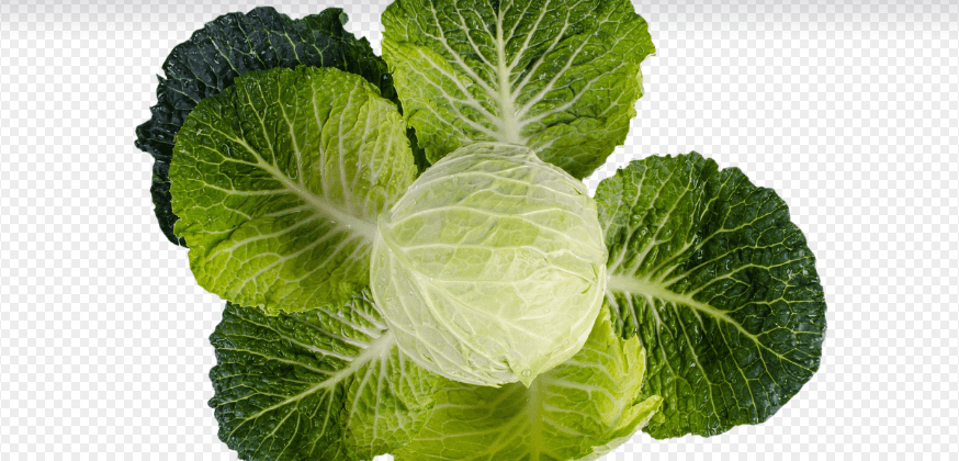배추 사진 - 3