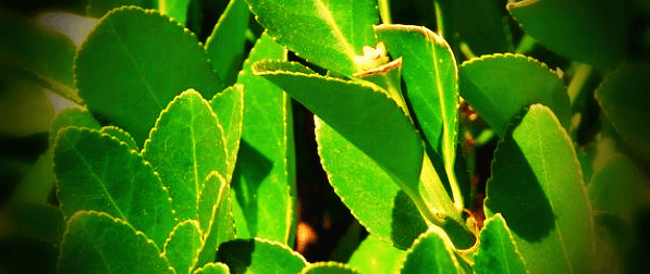 월계수-잎-사진