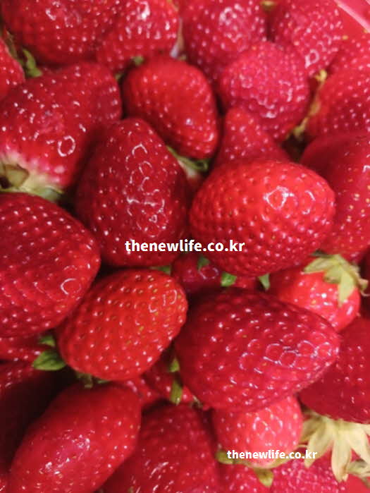 딸기 효능 면역력 강화 비타민 C