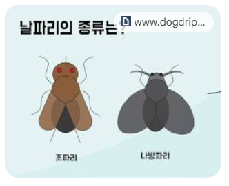 나방파리 완전박멸 꿀팁!