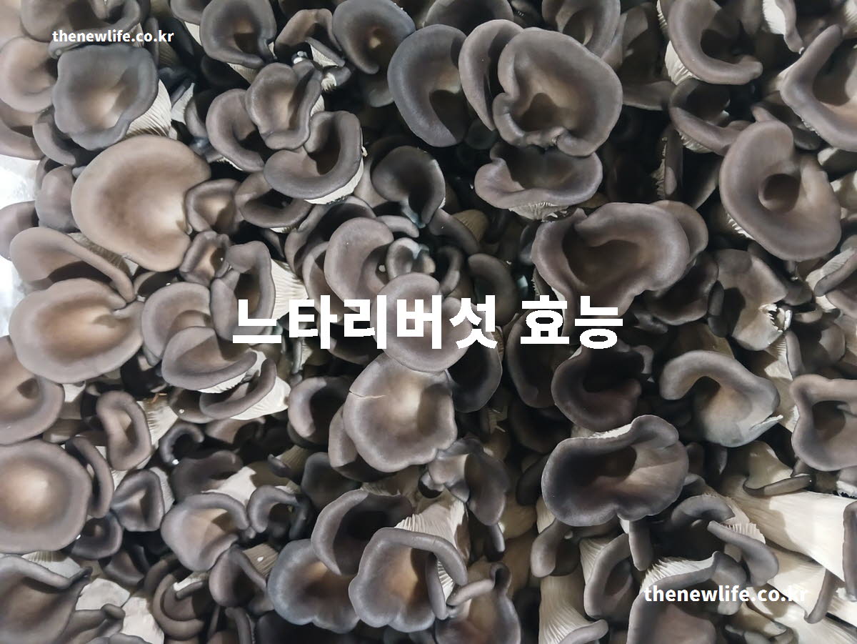 느타리버섯 효능 대표 실사진