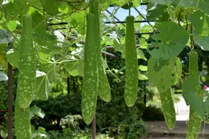 폐렴에-좋은-음식