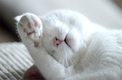 불면증에 좋은 음식