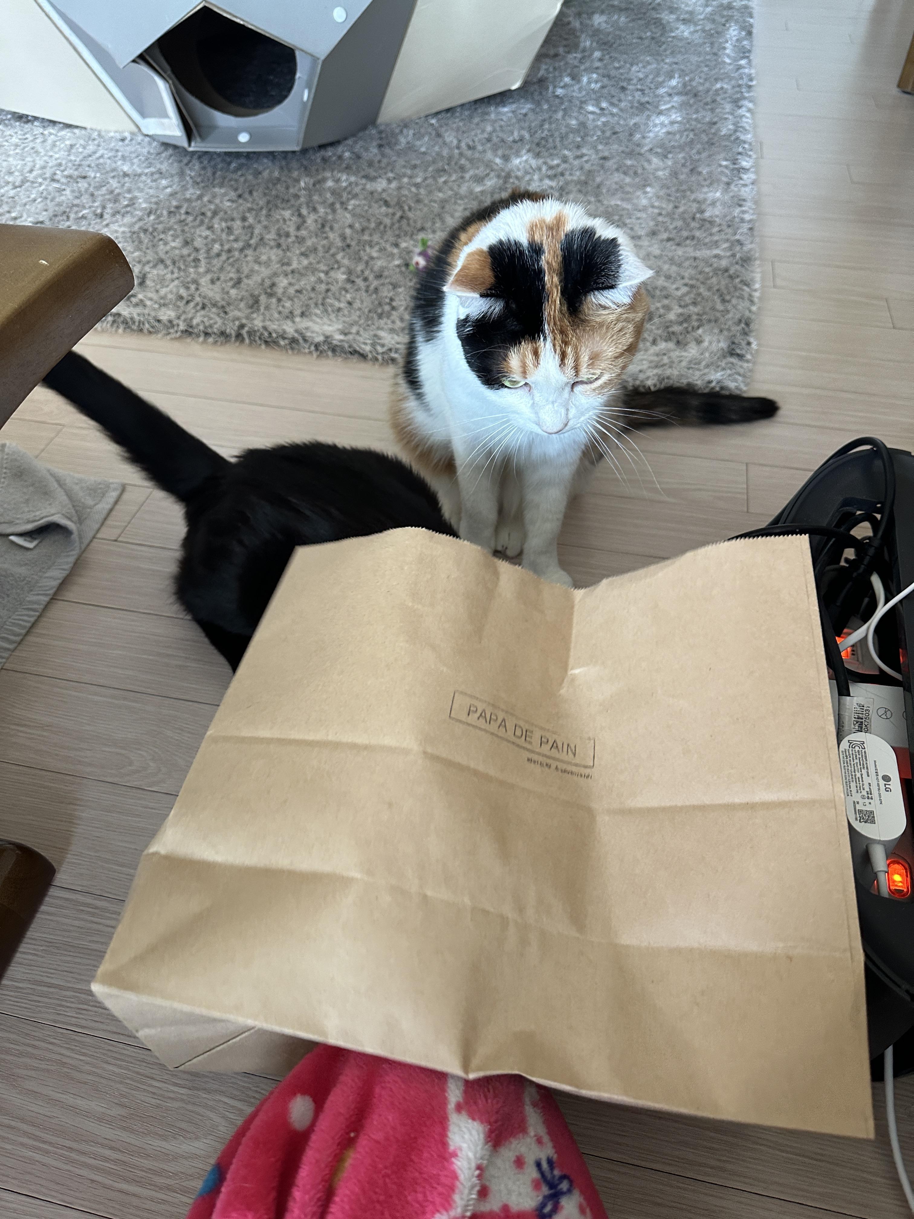 종이봉투 하나로도 즐거운 냥냥이들 (feat.손잡이는 잘라버리고 주기)