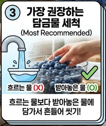 블루베리 세척법