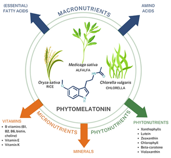 식물성 멜라토닌 합성 멜라토닌 허바토닌 프로솜니얼 herbatonin prosomnial 미강주정추출물 쌀눈 락티움 감태추출물 가바분말 불면증 수면개선