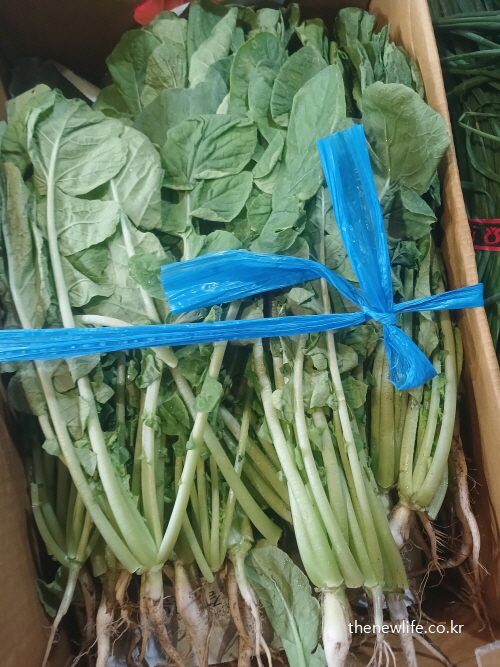 시장과 마트에서 판매되는 신선한 열무 한 단 – 열무 효능을 높이는 섭취 방법