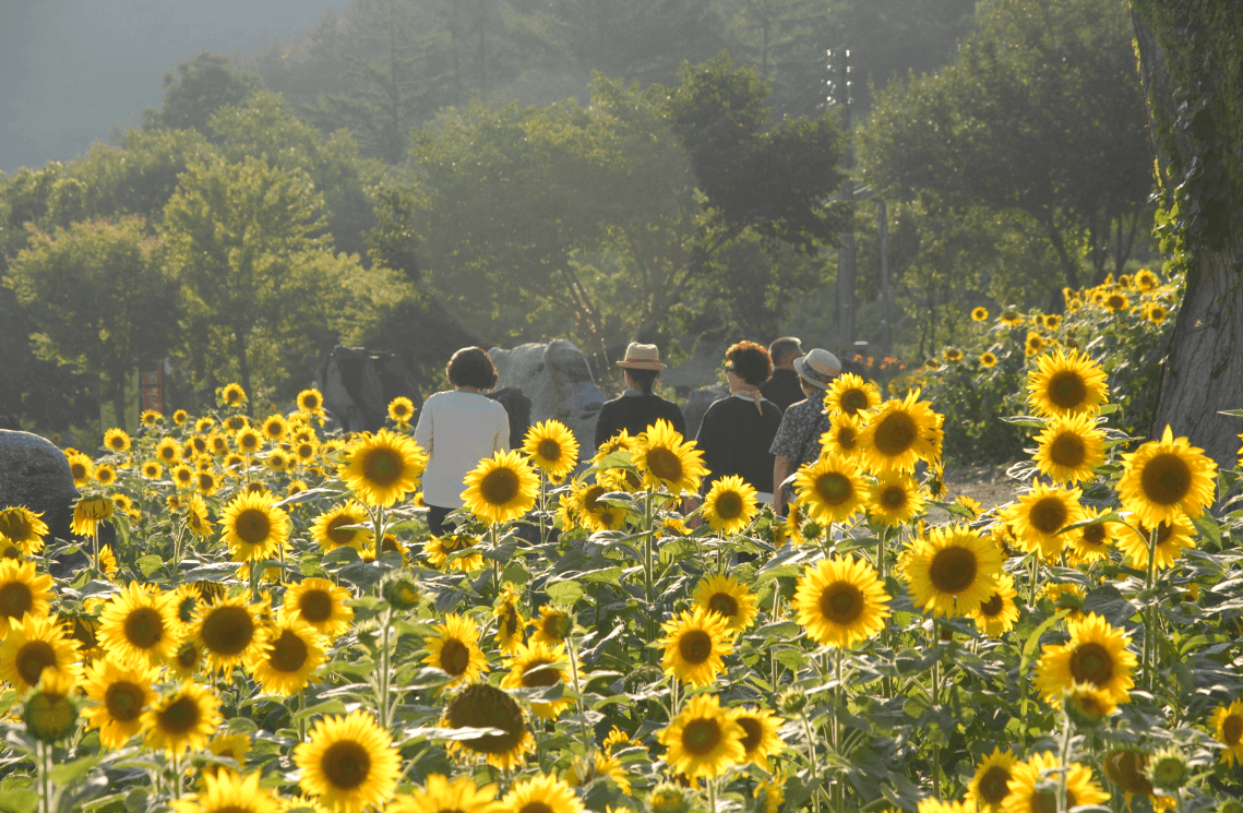 태백 해바라기축제