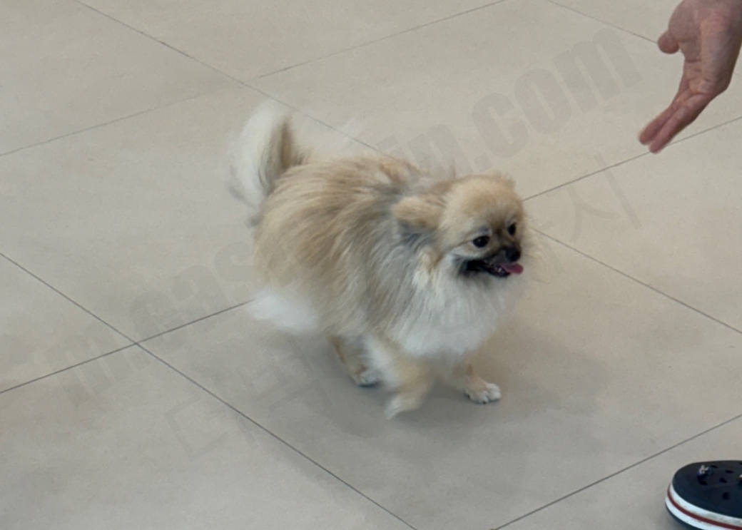 강아지 유치원 선생님