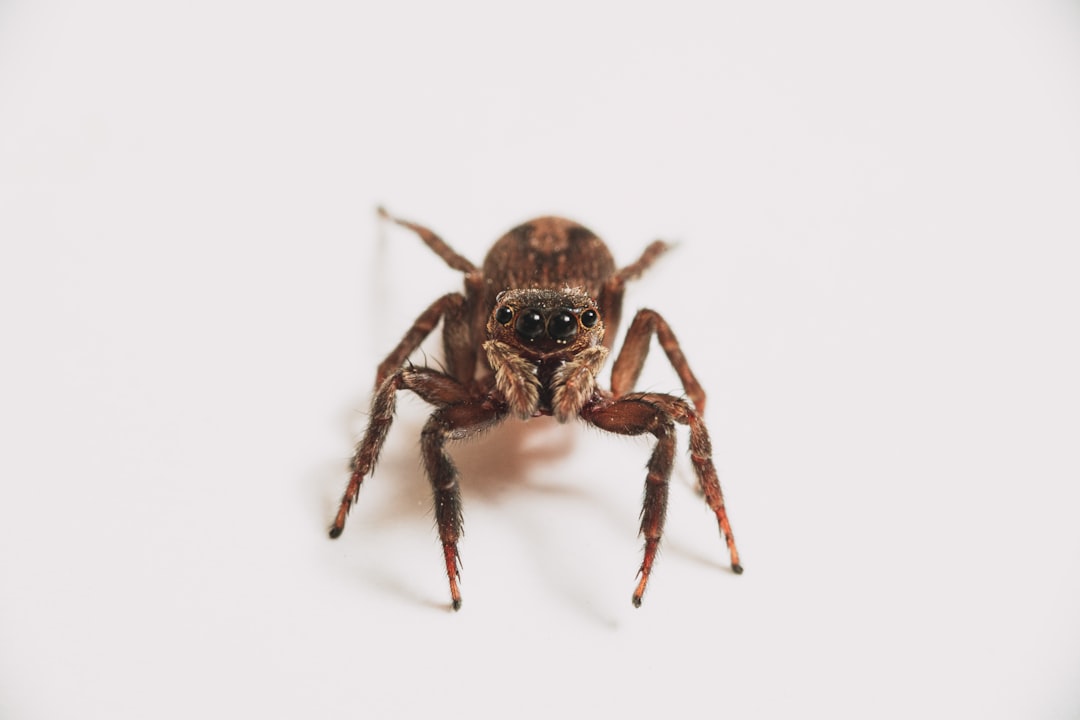 Spider