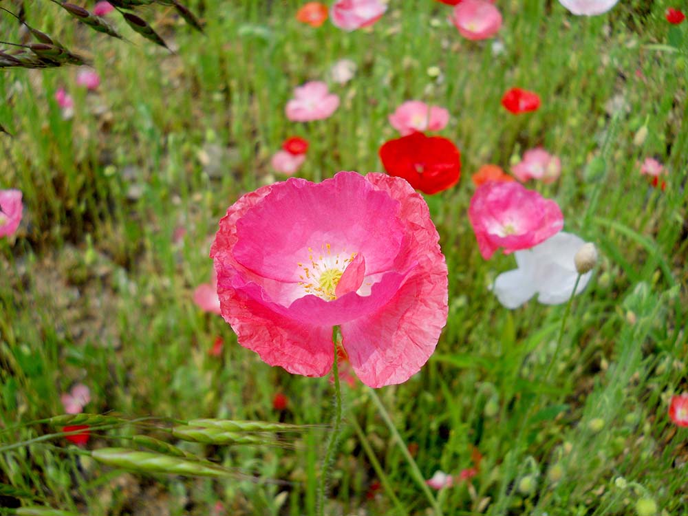 걷고 사랑: 상암동 노을공원