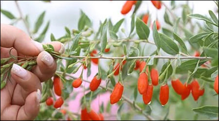 나무에 매달린 구기자