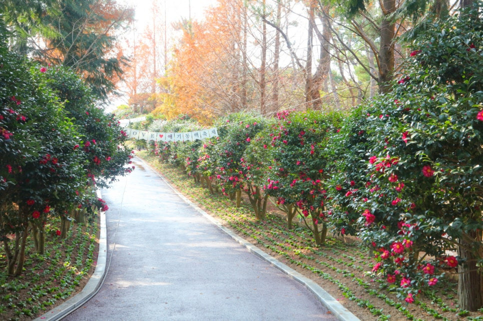 섬 겨울꽃 축제 6