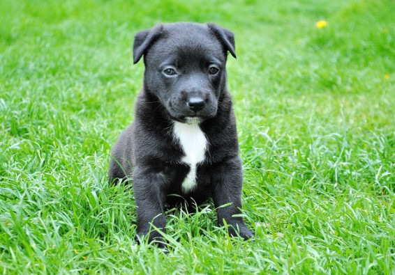 강아지숲 이용안내