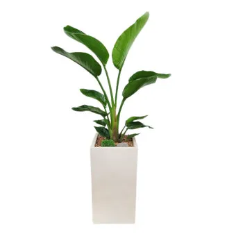 집들이 선물 식물추천 키우기쉬운 종류 물주기 빛관리 가이드_3