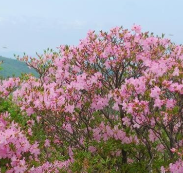 소백산 철쭉 개화시기