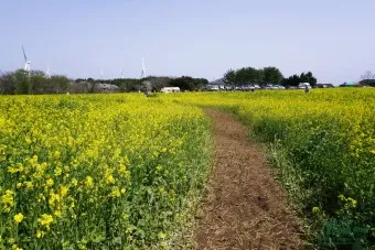 제주 유채꽃 개화 시기 봄 여행 필수 코스_14