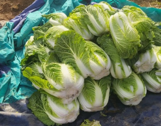 김장 절임배추 저렴한 사이트 바로가기