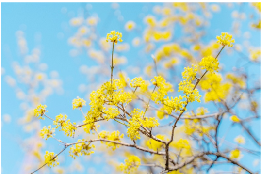 구례 산수유 꽃 축제