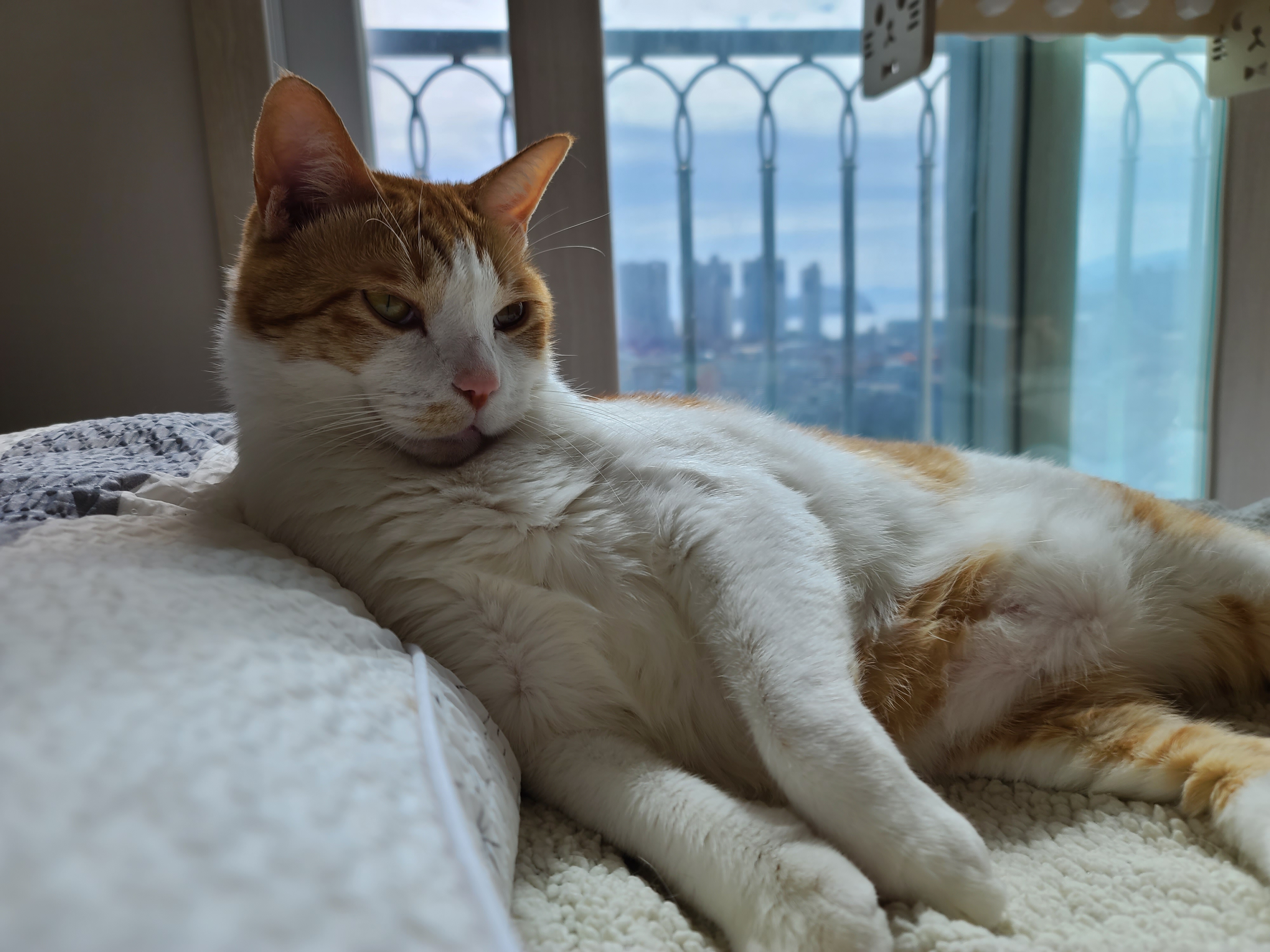 가을햇살 아래 팔색조 고양이 (feat. 카리스마도 있는 막둥이)