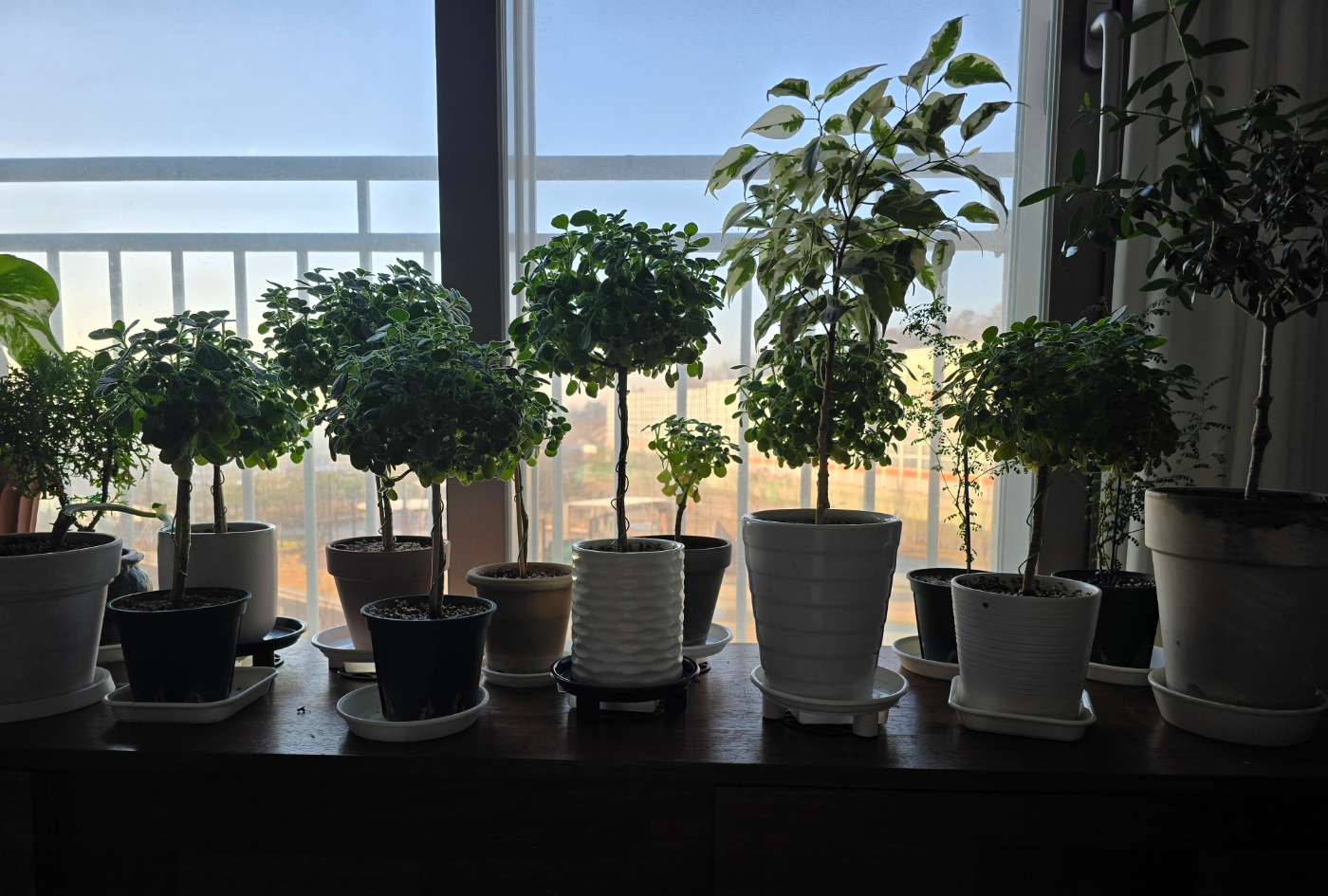 현재 예쁜 장미허브 외목대수형들