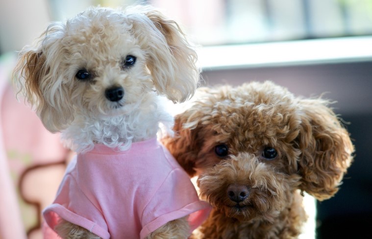 푸들(토이/미니어처)