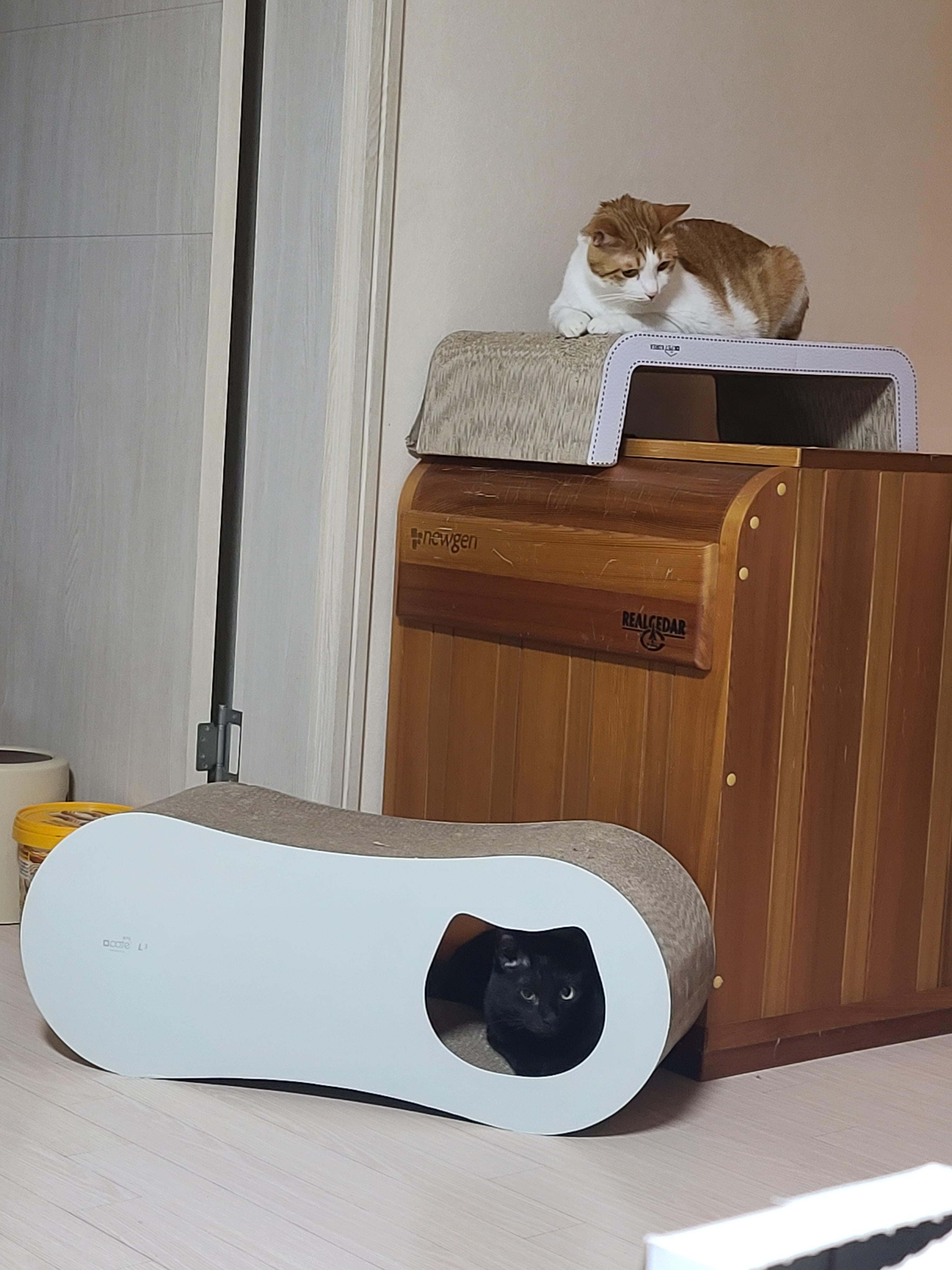 집사가 사준 스크래쳐를 잘 써주는 고양이들. 고양이들에게 스크래쳐가 꼭 필요한 이유.