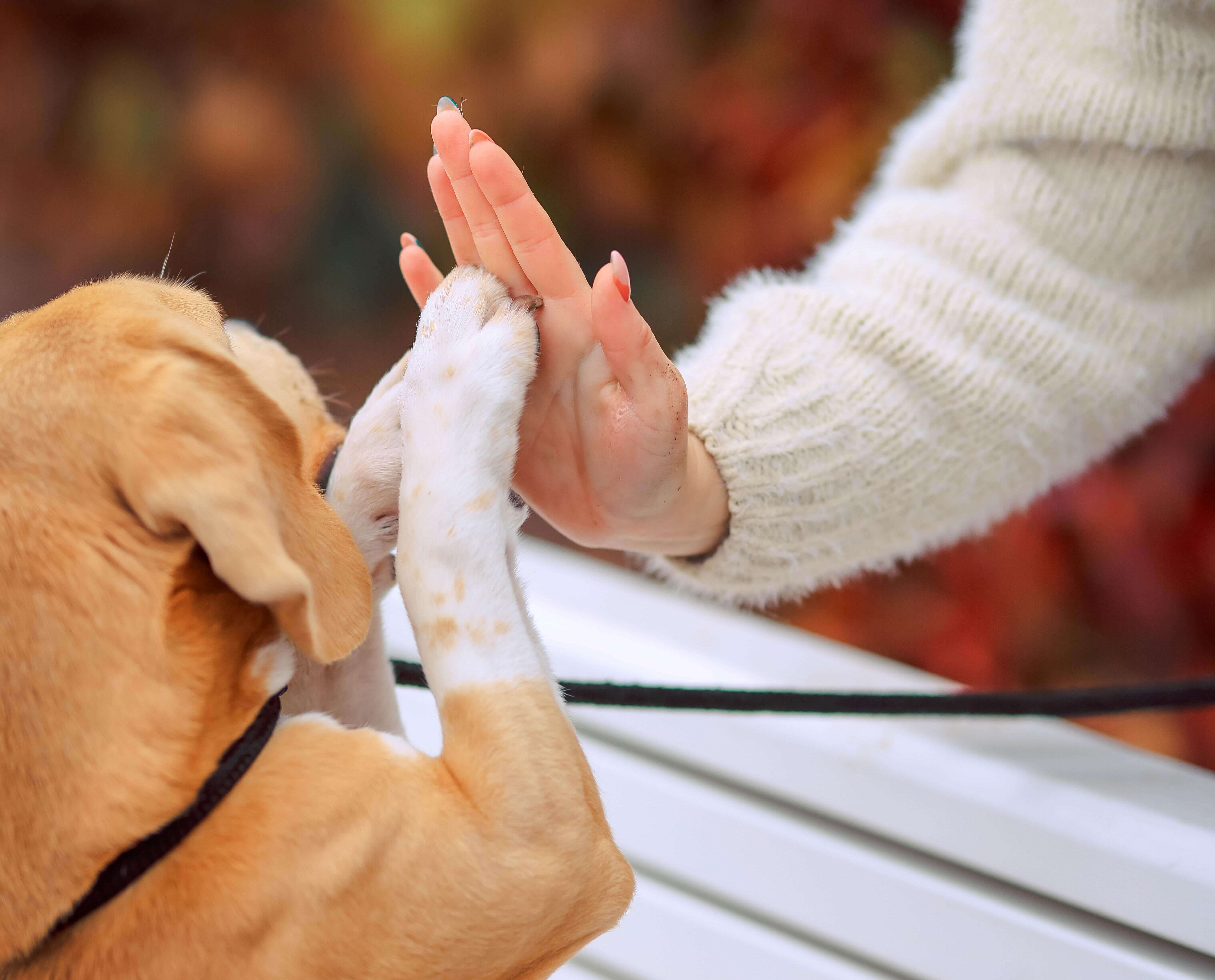 강아지의 훈련의 중요성, 시기, 주인의 태도와 노력
