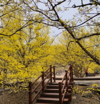 2025 구례 산수유꽃축제 