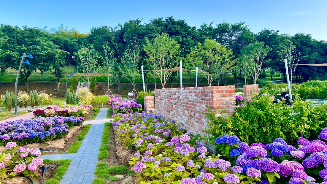 경북 구미 다온숲 수국명소 주차