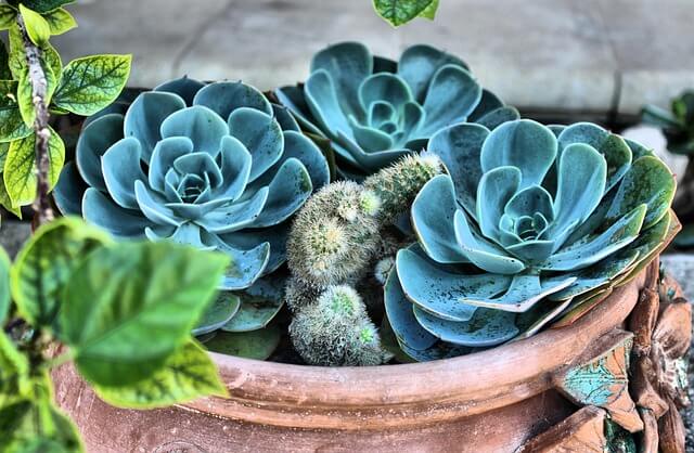 테라리움 키트와 식물 선택 가이드