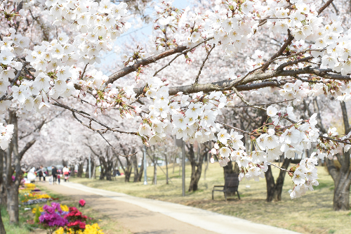 서울 벚꽃 명소