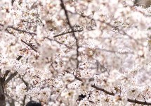 진해-군항제-벚꽃-축제-3