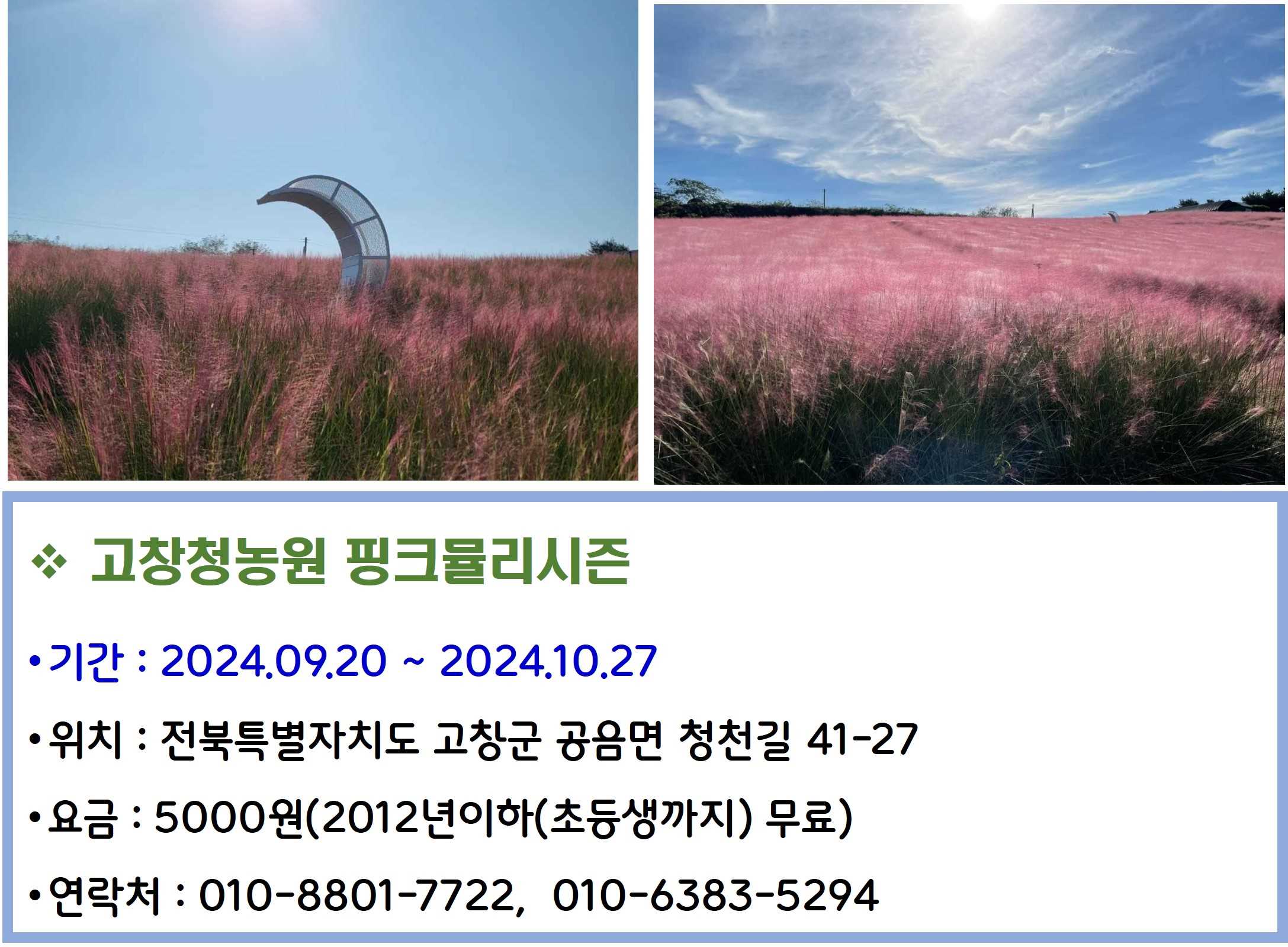 고창청농원 핑크뮬리시즌