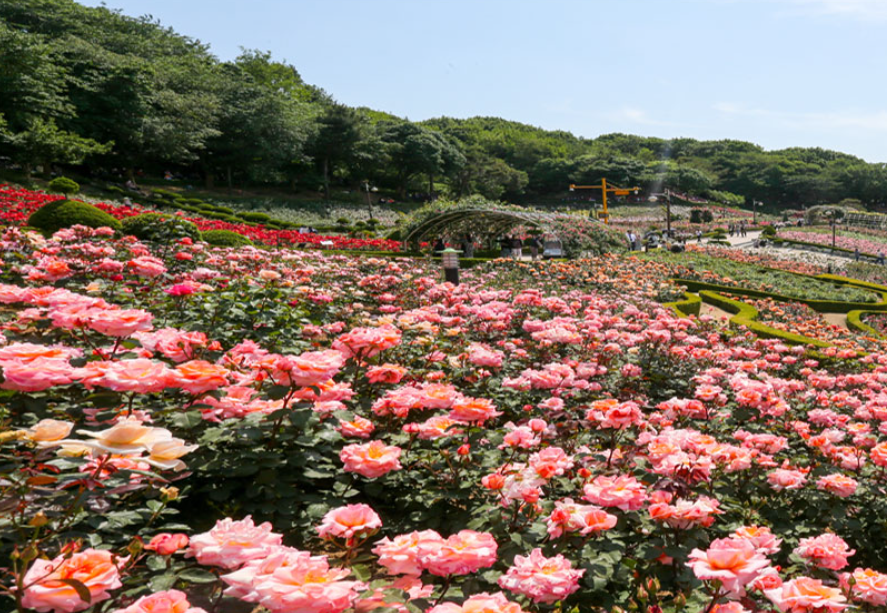 도당공원 백만송이 장미원