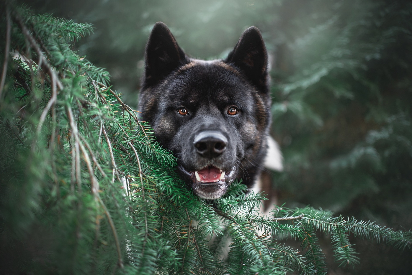 강아지가 먹어도 되는 음식 과일 야채 고기 Best 10