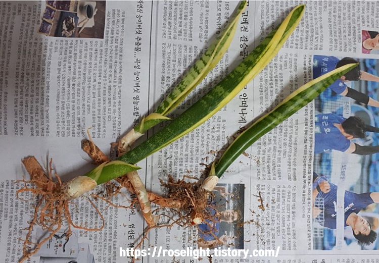 산세베리아뿌리