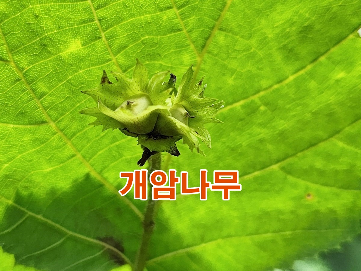 개암나무