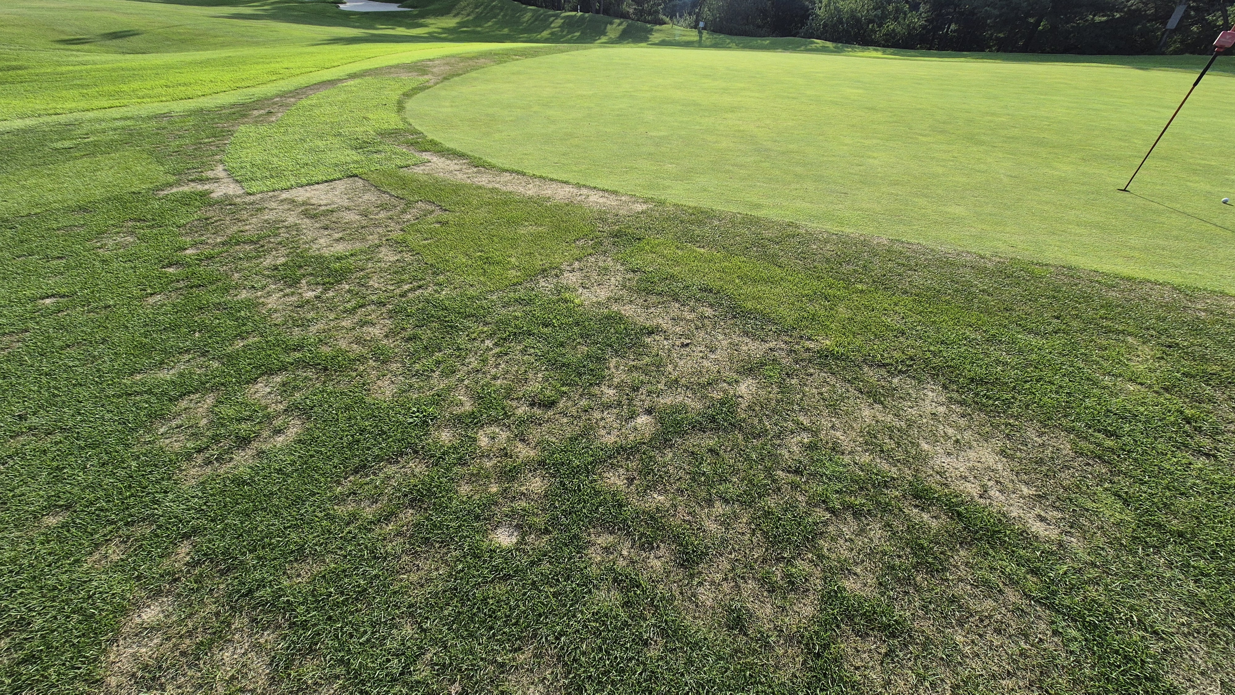 대영힐스cc 청-력 코스 라운드 후기