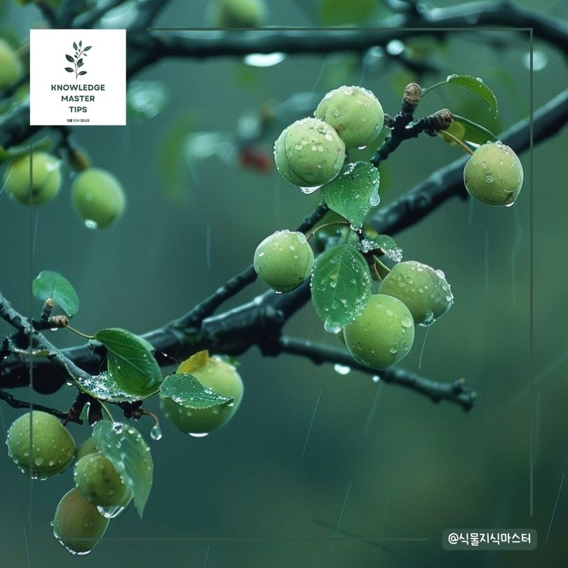 최적의 매실 수확 시기 판단 기준